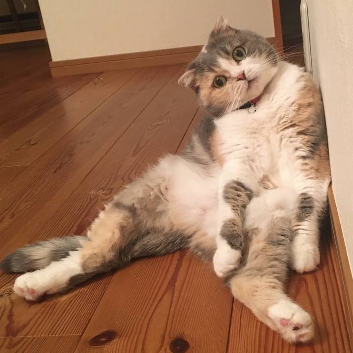 D4690702 3d8a 4c11 b3af da59bdaa591b 1585738036821