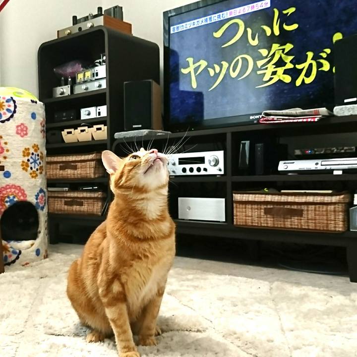 D46b764b 5ef4 499a 83ee 338f7eee4df6 1526704488627