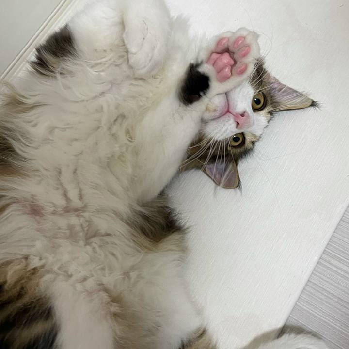 D46bd469 7728 41f4 853e 845794dd9b09 1635455703127