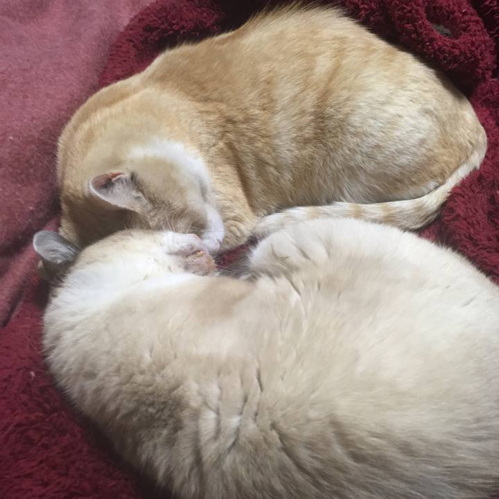 D46ddb84 02ec 41e1 968a f00b6639a370 1523190594224