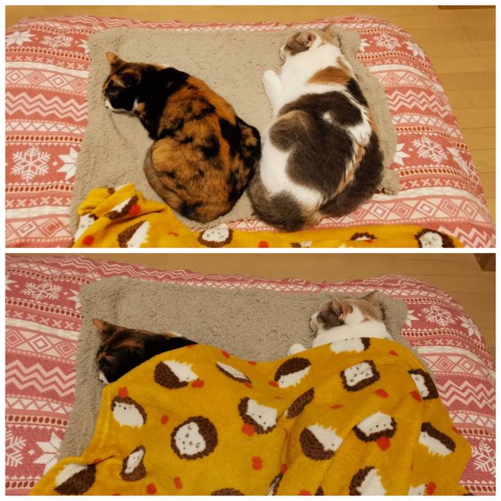 D470ea85 40c0 4cd4 b05d bbe5c2299b16 1646797122262