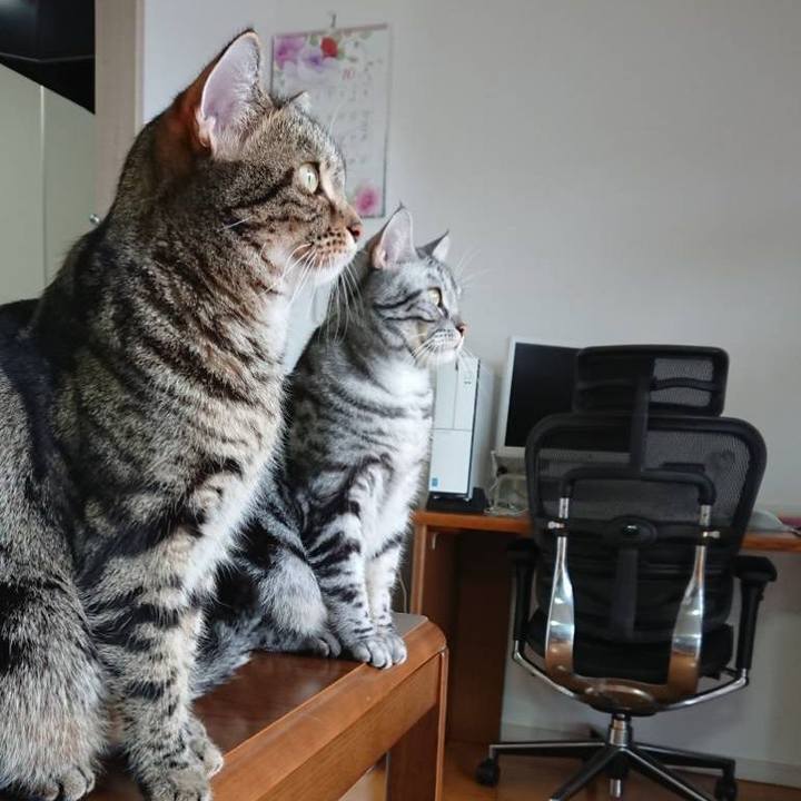 D47238fa 32bf 48f1 b386 674ddd946395 1539518774692