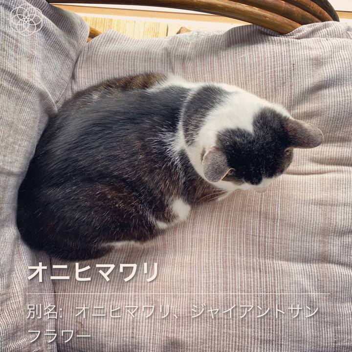 D473cb57 1757 4c28 8b41 c37a2382ede0 1594432786642