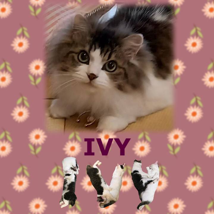 D4762d16 c8df 4f3d a142 274aa77901ee 1668559841448