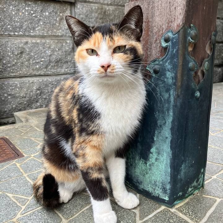 D4778000 d412 425d 8ed8 ccb622e54a36 1764107643452