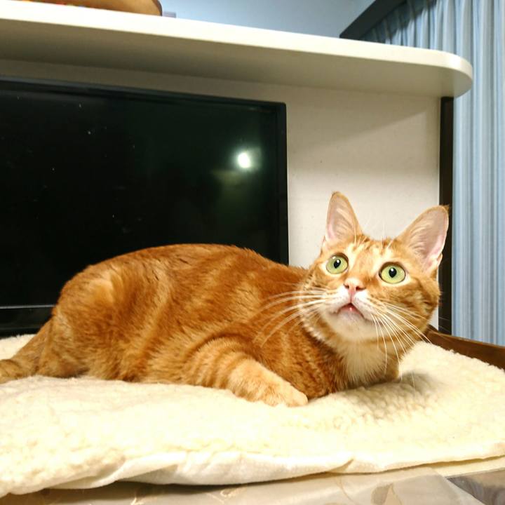 D4791894 0cec 4a24 8f8c f2c43912400a 1543790274483