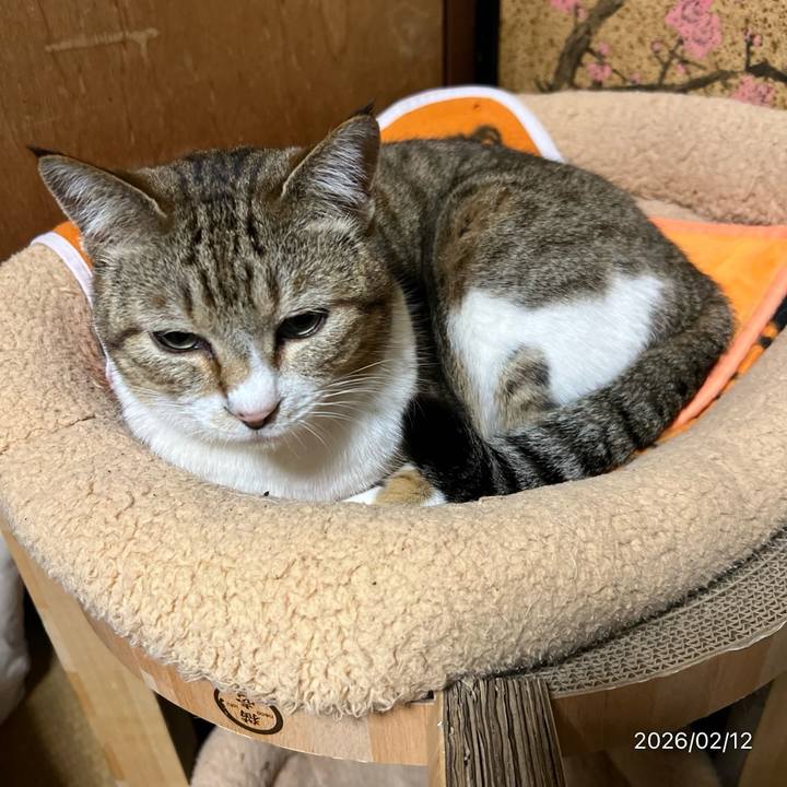 D4802210 2b29 4a83 b1f6 b7e908f284af 1770847371978