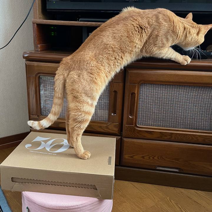 D485a3d1 b186 440a 8ae8 750a1e4213c3 1763105148980