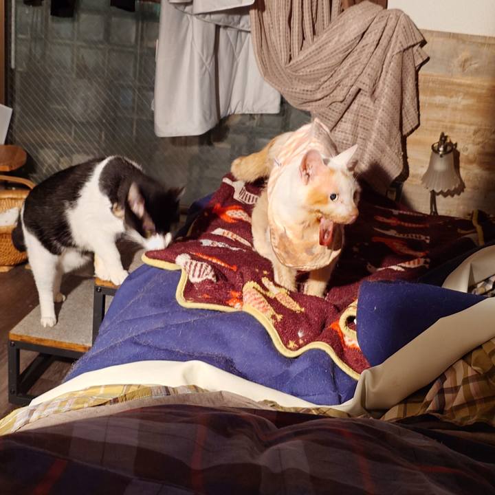 D4886c74 6d62 4916 a8e8 6777957397d6 1760272991947