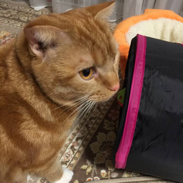 D48f0f4d dc79 4c38 ab8d e045eec04632 1517444472119