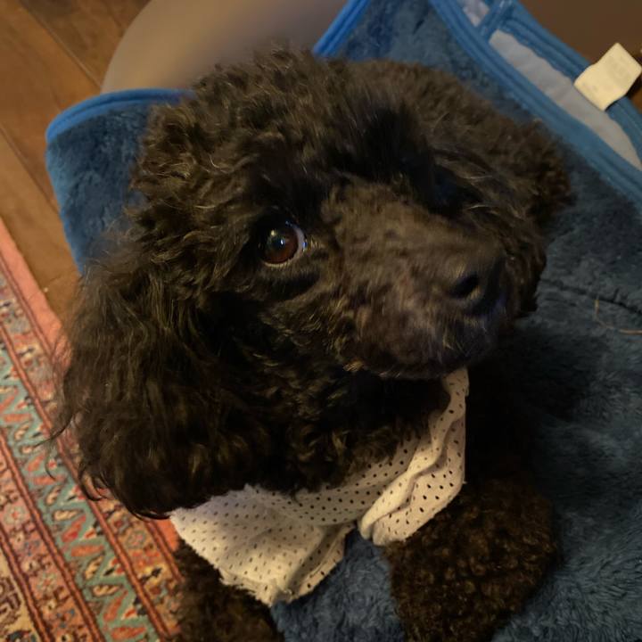 D48f4ebe c827 4dd3 b8df a688a0ded39e 1619391457686