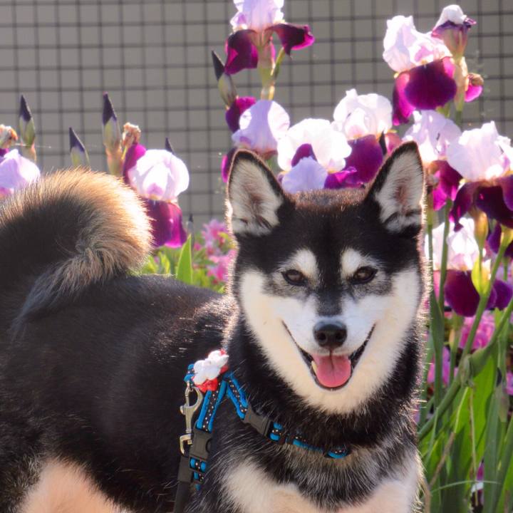 D490c993 c642 4fe2 8735 7bf88e2aada4 1590279293294