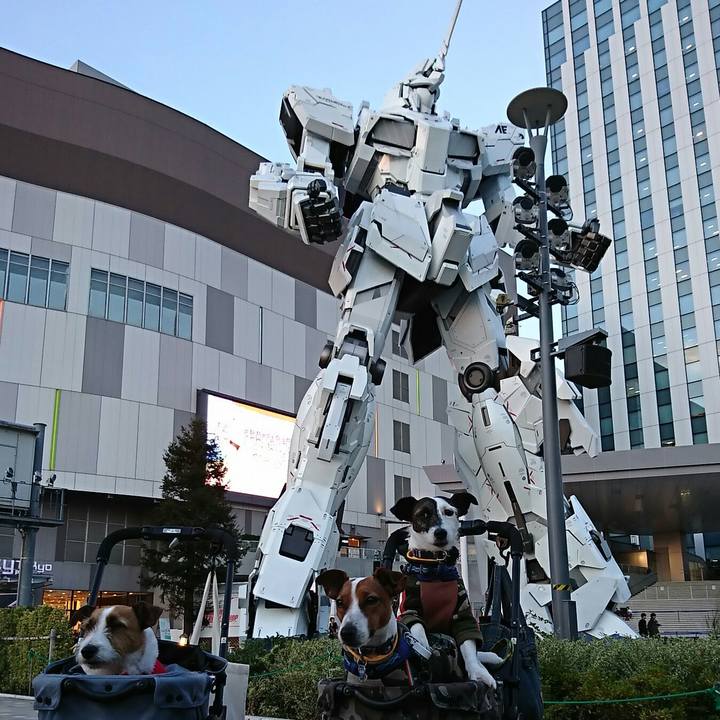 D4931aab 6b88 41db 8adf b6da249a8b2d 1541586956253