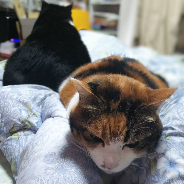 D493ce7c 6fad 4d0e 9955 94dc9f707273 1543712269668