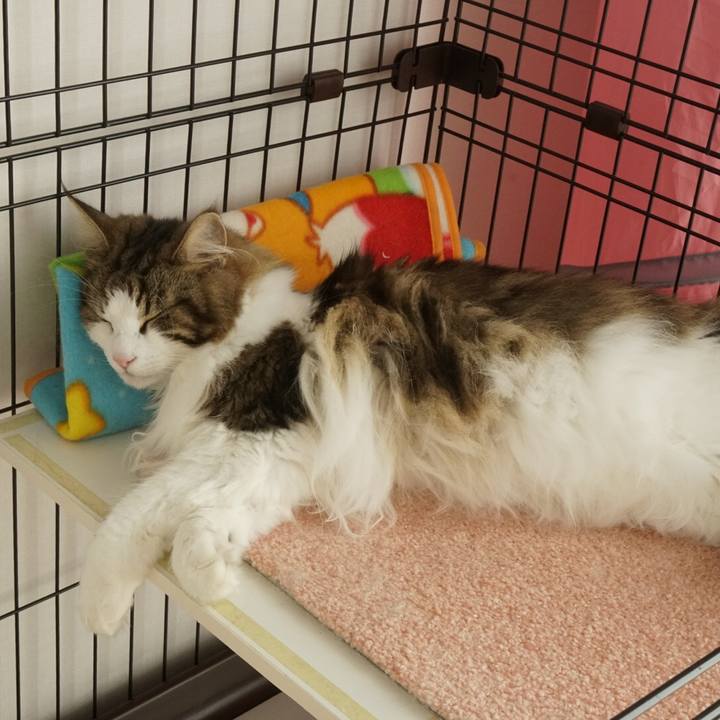 D493d9c4 afa6 4fe8 99ff 96d0d72c8518 1564461832659