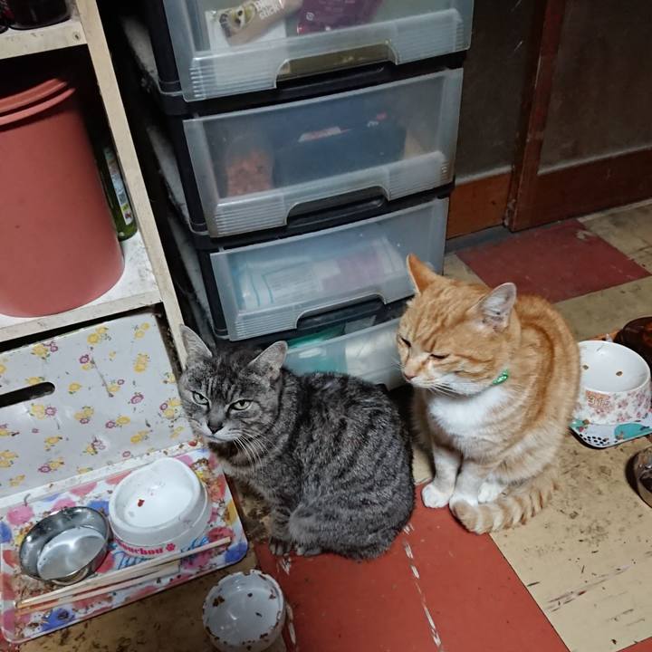 D49680ab 40b4 469e babf 6edcc7f668ef 1584821351700