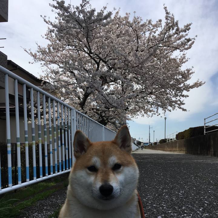 D497b5c7 20ec 4fa9 916c 016633a0185b 1554435795267