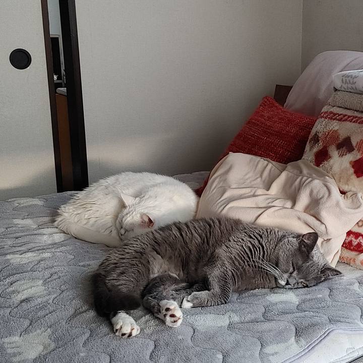 D49b6c2e 3481 41d7 968b 90cd40b68f4f 1738742407275