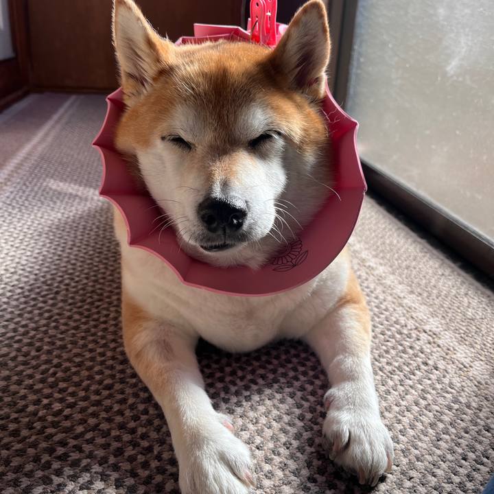 D49c08c0 f042 43c8 8da7 409fb0ddbbf9 1706590400703