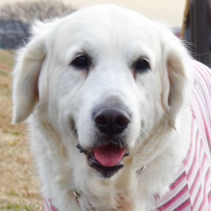 D49d6195 e253 4e7b 9508 2ea0b4e5ef52 1517991307195