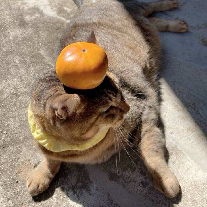 D4a0565c b49b 4bd4 854b 1b004180465b 1760228308619