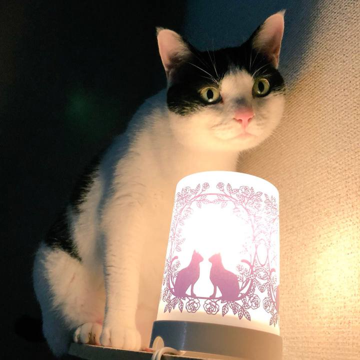 D4a0be82 79e0 4313 8da6 21f1cfedcd4c 1534909758151