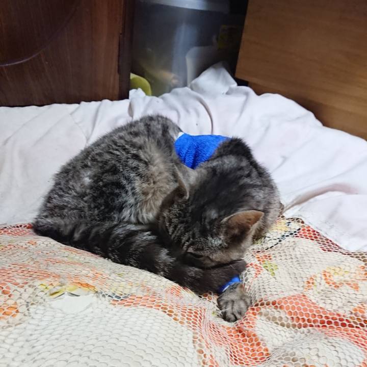 D4a19bf3 1fcc 42b4 b432 d6bc498932f6 1586866013165