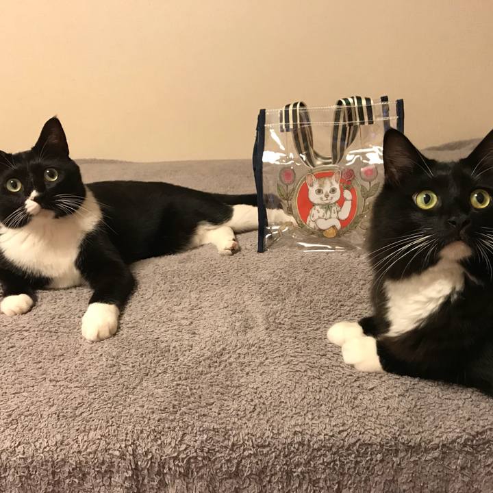 D4a4d023 2abc 4c4d 8779 ec868ce611c8 1535067019292