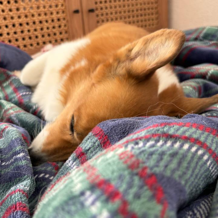 D4a60fed e2ef 4063 b38f 7a82bf249a3f 1734844218447