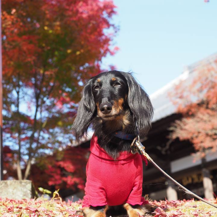 D4a704f2 d06f 4ee3 834f ec5b489b1b5a 1605496661057