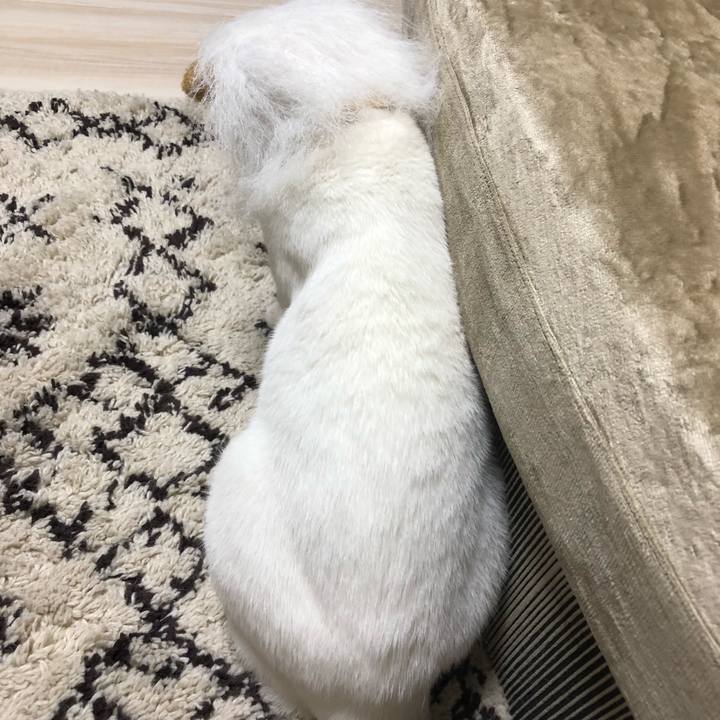 D4a74220 1a2b 4c4a 93f6 c7381b3f7074 1569937871489