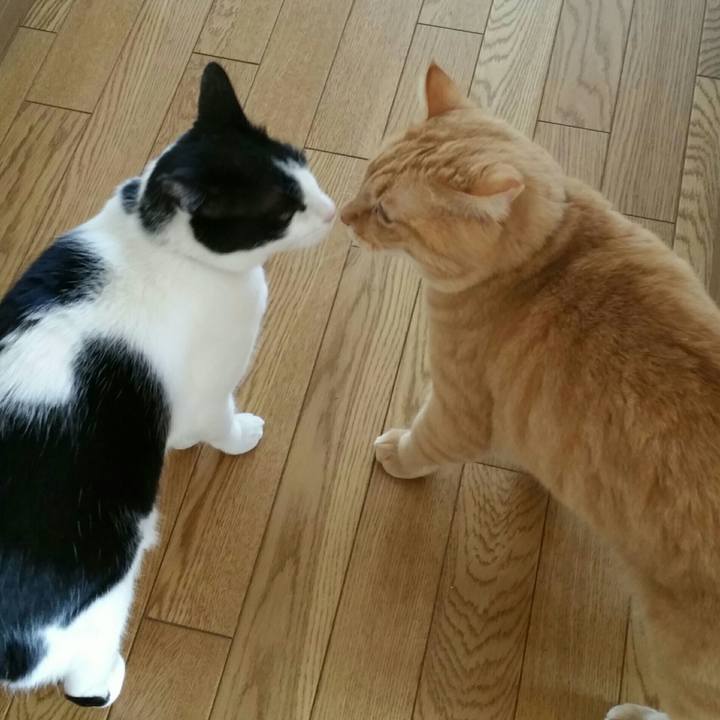 D4a7a36d a862 4f0e acb6 11ad2c998028 1514775174231