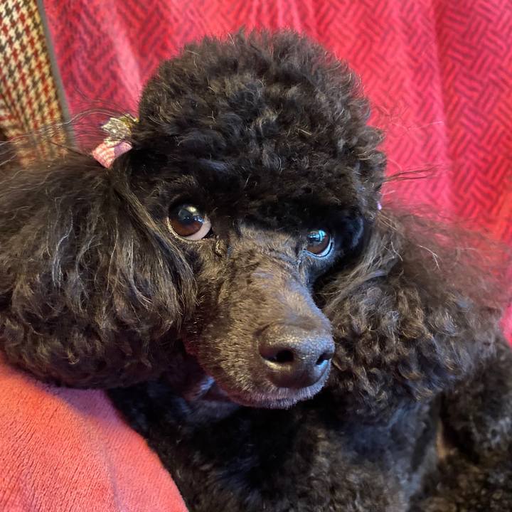 D4a84eb7 deea 461d a26e 1f325a3767ca 1601684150832