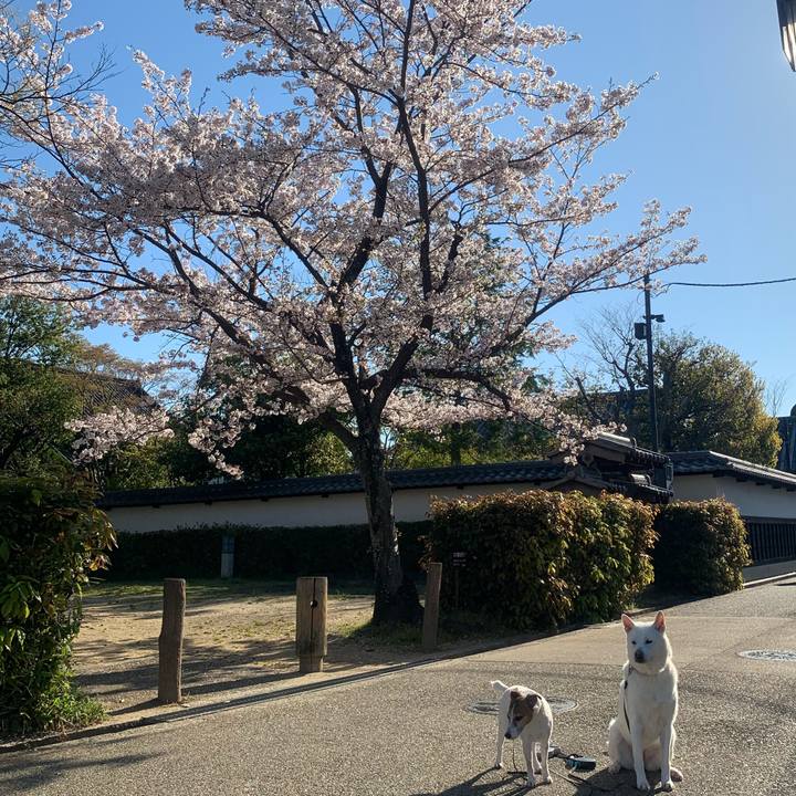 D4a8e19f 0444 4299 9d1a 4120c71a8bd4 1555114830964