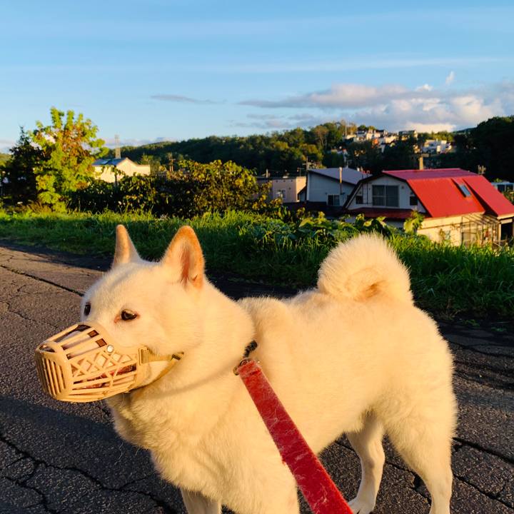 D4aa56c6 cf57 494e 84c4 f7a2991ce52d 1600725427529