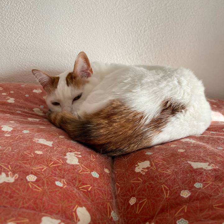 D4ab62d6 134b 4e94 b58a a184c82290f2 1771831798940