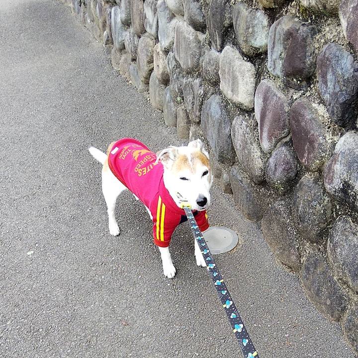 D4ae52bb 29b3 421d 971e fe04a258aa4b 1586596133407