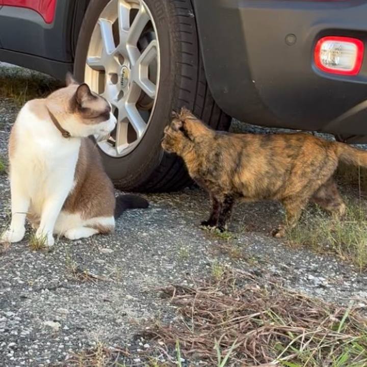 D4b20b26 c714 4cb7 ae4c 3179ffe5be3e 1760080801112