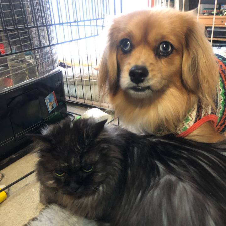 D4b32668 c356 499f ac05 b4482f853577 1546270512895