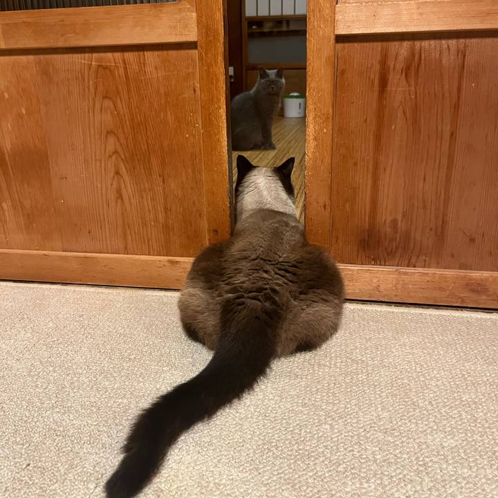 D4b5537e 6e97 4a72 83fc af08b8ef47f8 1725364559367