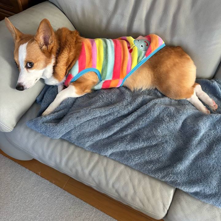 D4b778c2 8cf6 45a2 8e40 08709051b60f 1765497712006