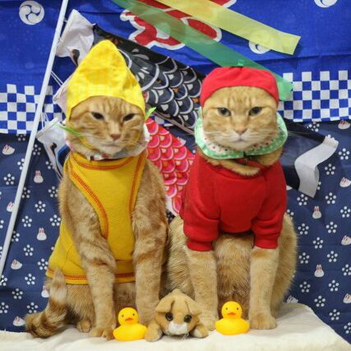 D4b7bafe 2cb1 4f97 8e8b ad355361d941 1523839399119