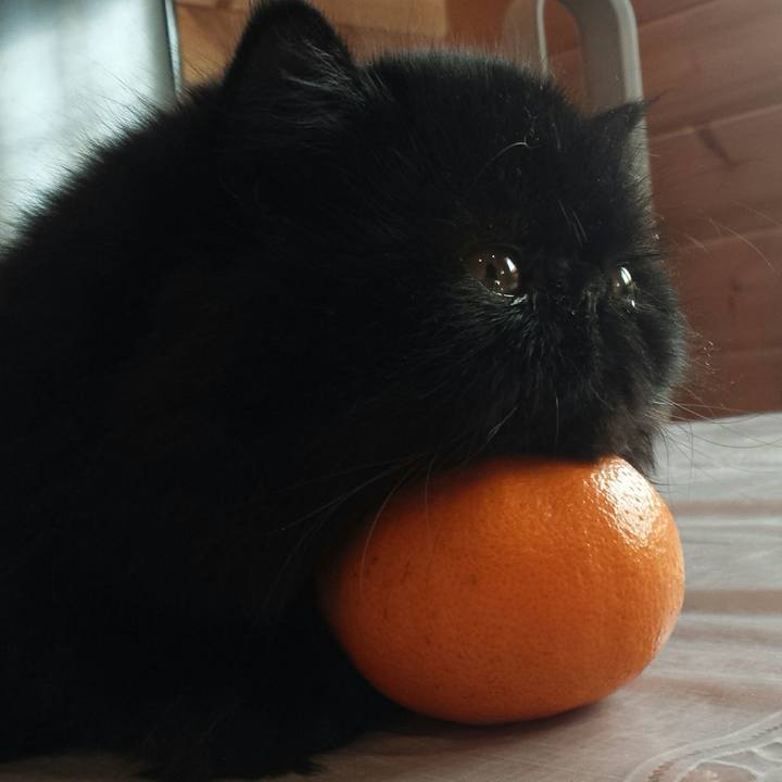 D4bbcc31 5e3e 407e 93e1 91bfdd400ccb 1517716227615