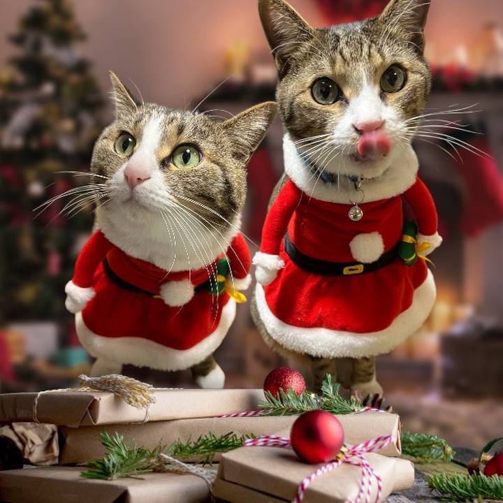 D4be2d44 4f8a 4685 afd7 f0c4019f2176 1735053134370