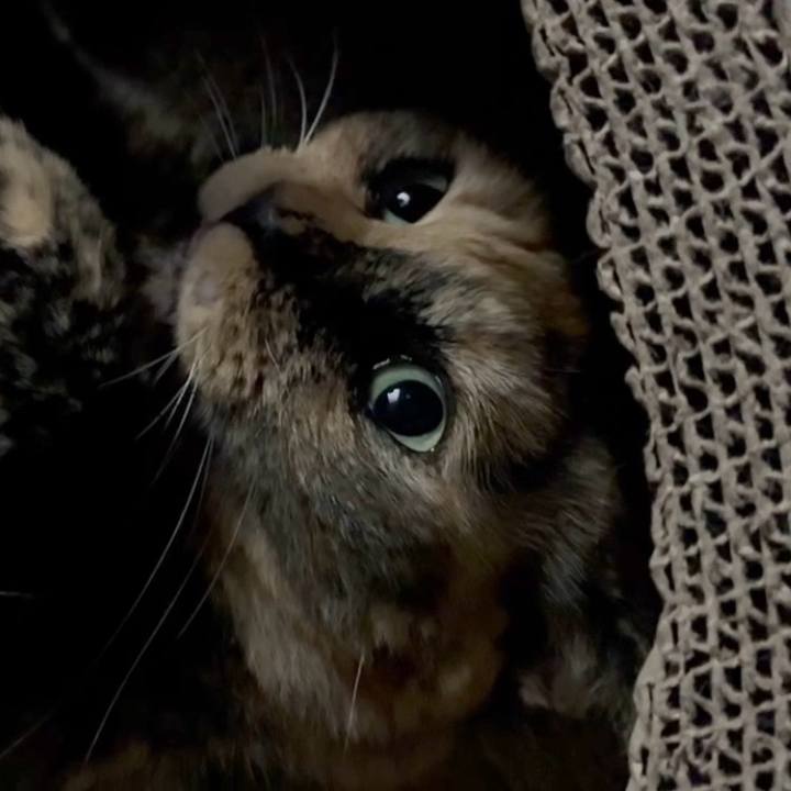 D4bed512 573f 494c b291 4dd76bf1d0a1 1761252348828