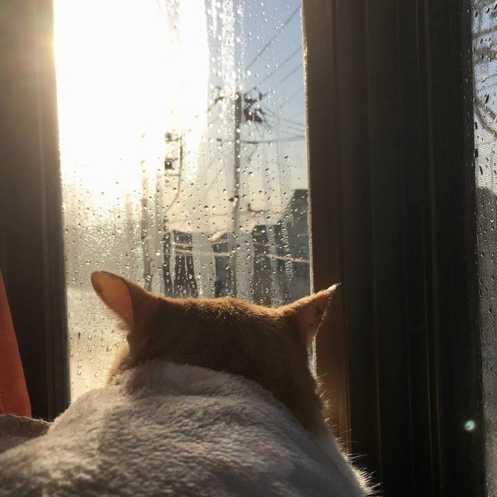 D4c009a5 686a 4a4d ab1d 97a8f802d32e 1605163551143