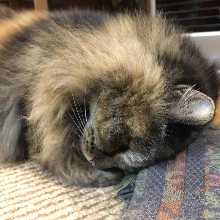 D4c04fcc 6da8 4468 844c dfe24a812a9e 1574821875068