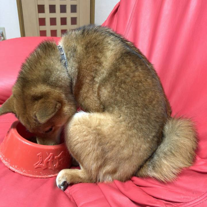 D4c14a5c 6b03 4afe ba01 6d8a12bafcf2 1529740938346