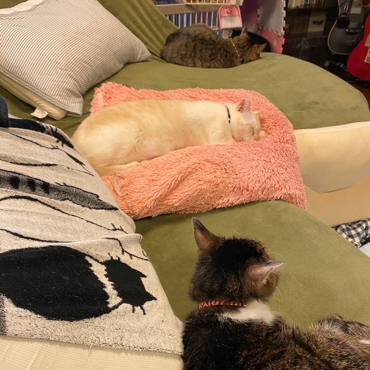 D4c28208 c891 466b 8a4d a55c186a7a19 1635579766940