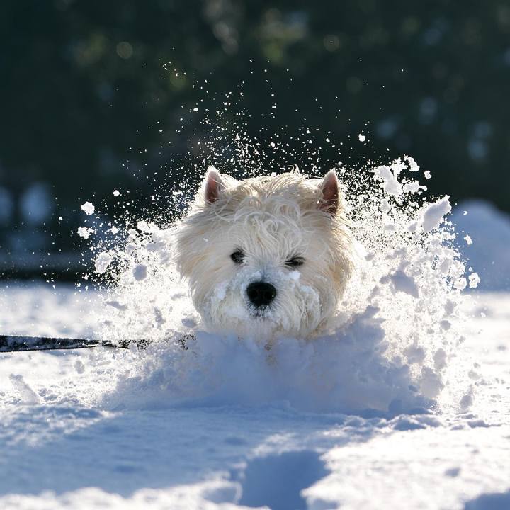 D4c35270 c0fa 4e99 a996 51d28e3a0989 1516745928933